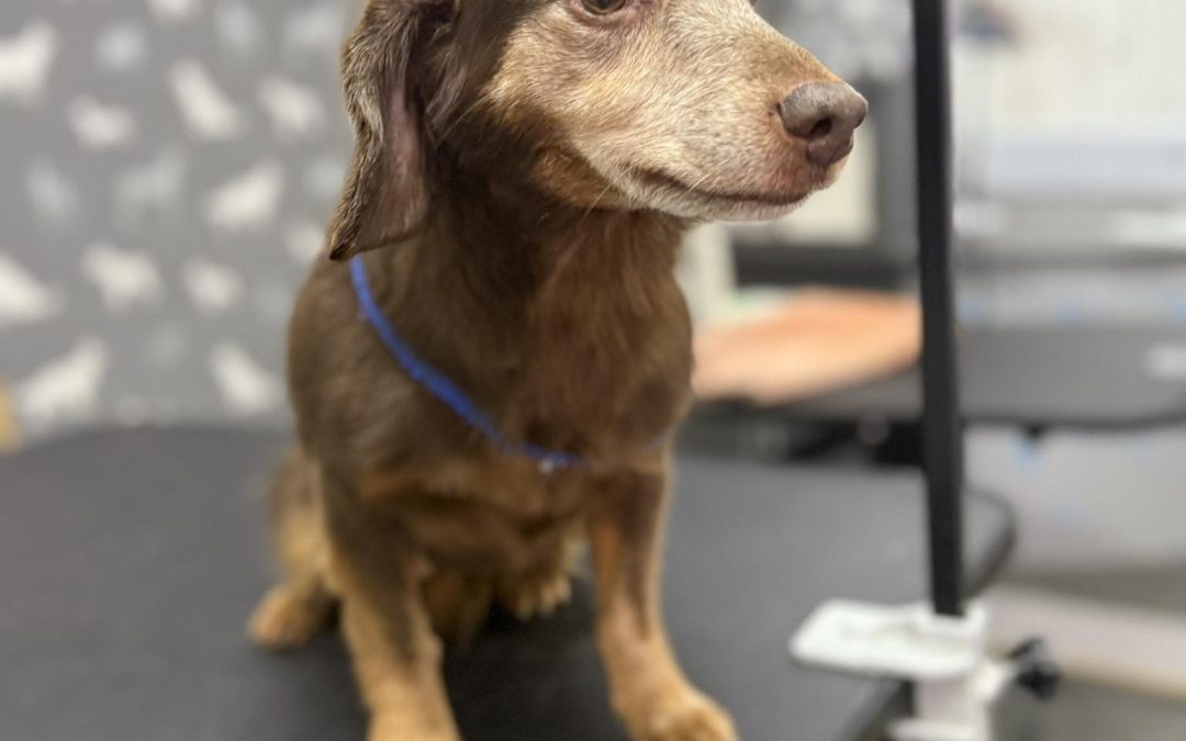 Mobile Groomer Lytham