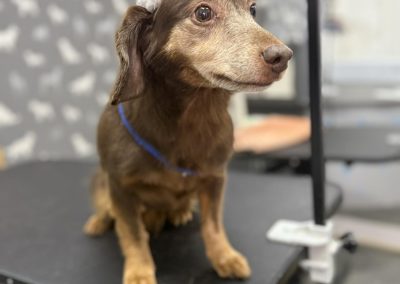 Mobile Groomer Lytham