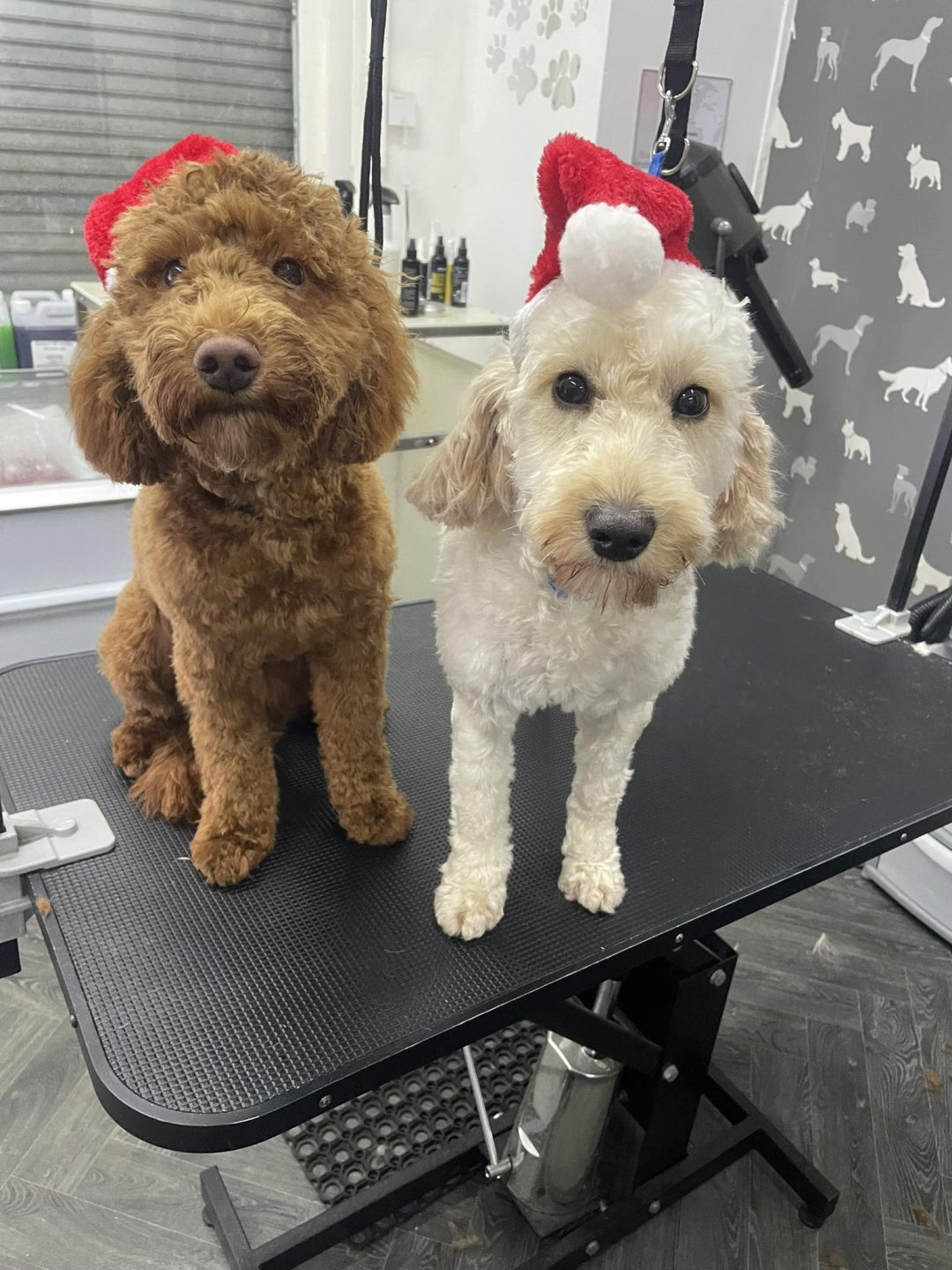 Mobile Groomer Blackburn