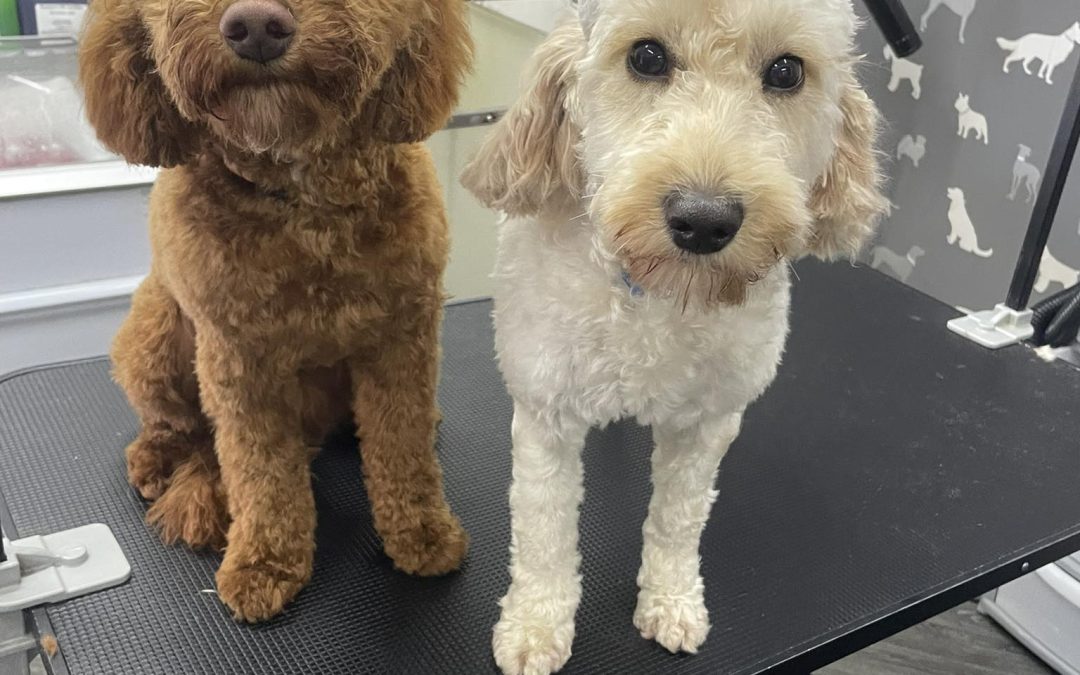 Mobile Groomer Blackburn