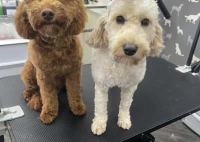 Mobile Groomer Blackburn