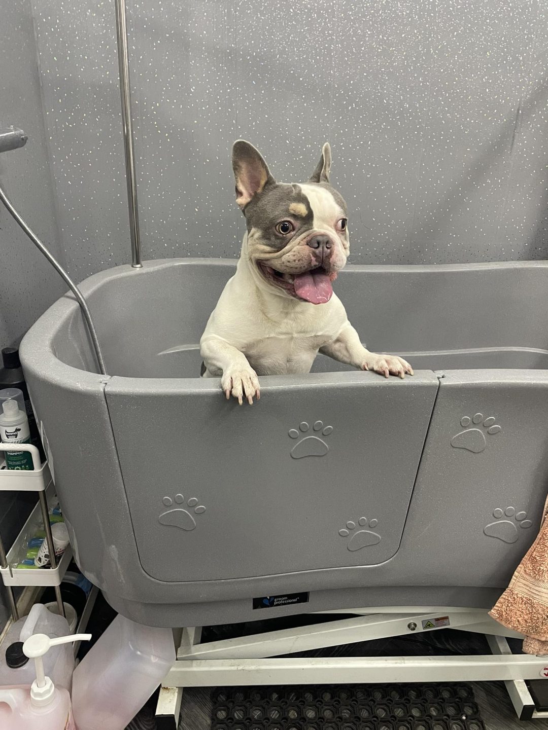 Mobile Groomer Chorley