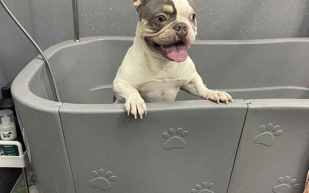  Mobile Groomer Chorley