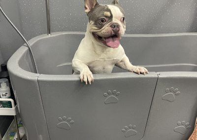  Mobile Groomer Chorley