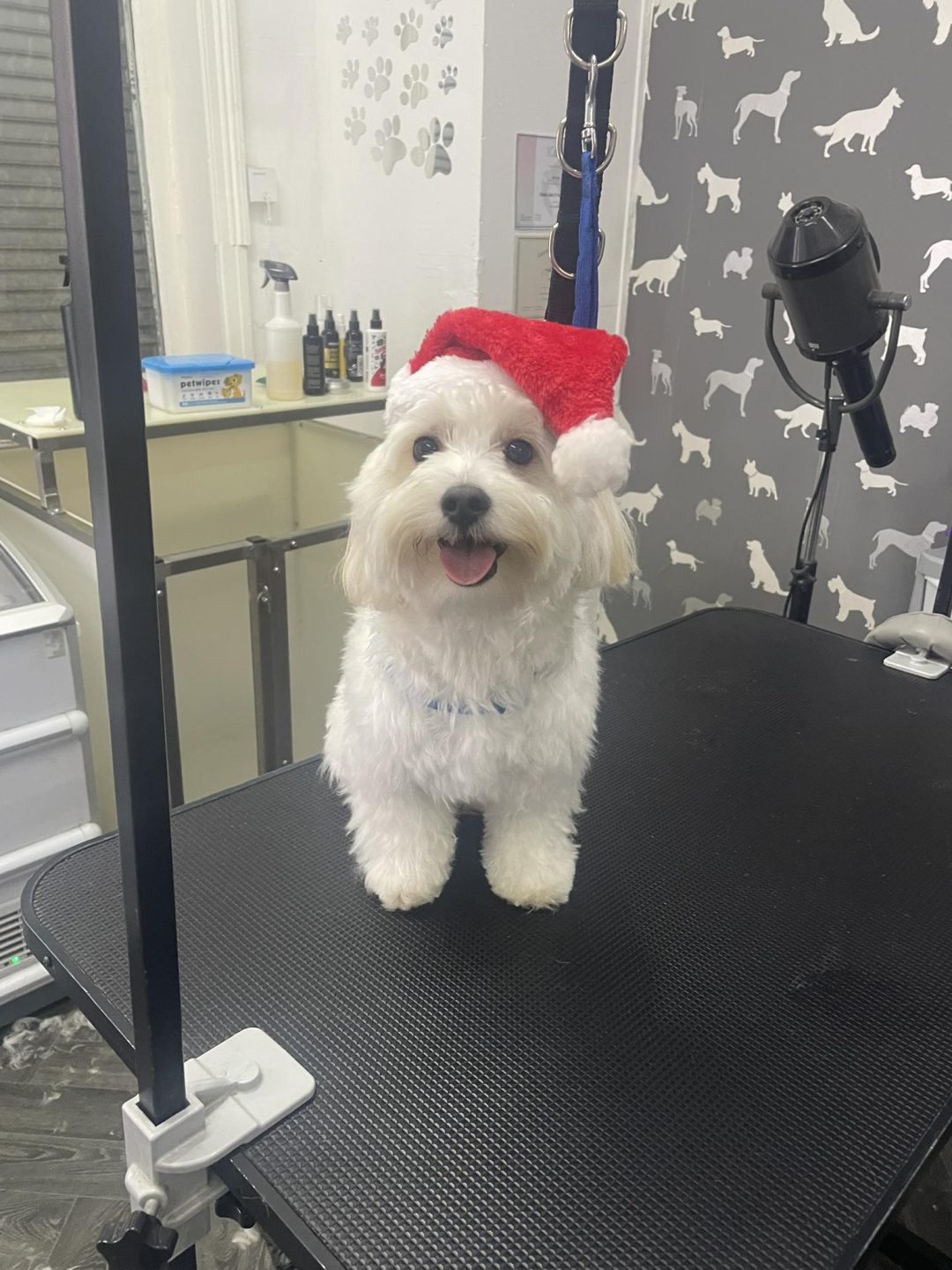 Mobile Groomer Euxton