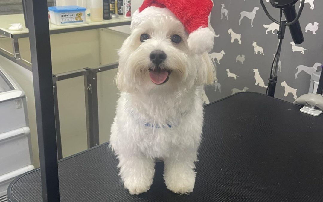 Mobile Groomer Euxton