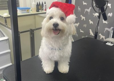 Mobile Groomer Euxton