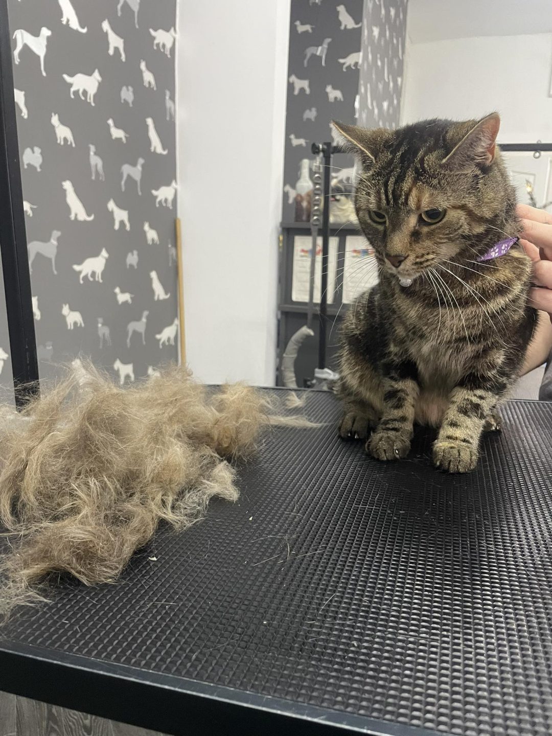 Cat Groomers Darwen