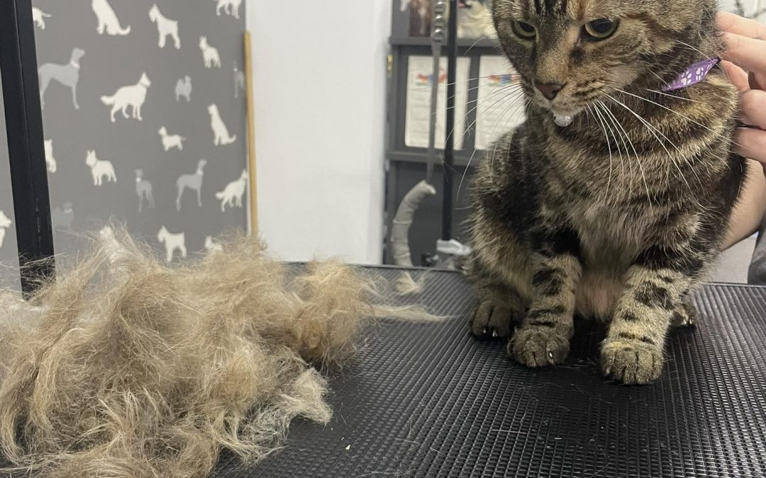 Cat Groomers Darwen