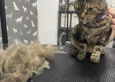 Cat Groomers Darwen