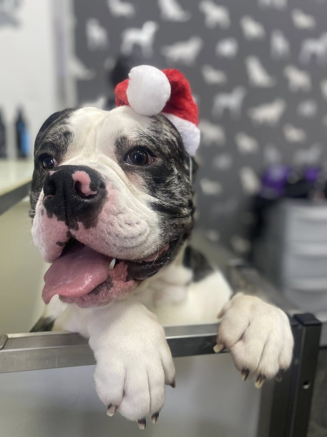 Mobile Groomer Darwen