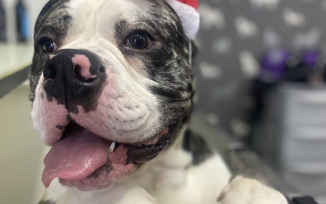 Mobile Groomer Darwen