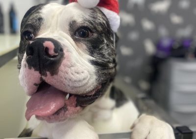 Mobile Groomer Darwen