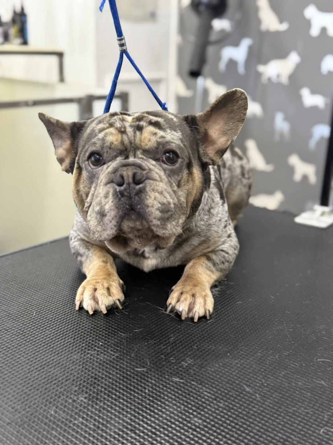 Mobile Groomer Burscough