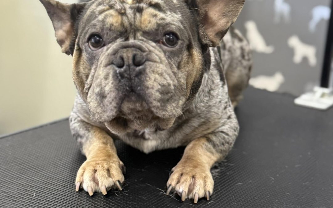 Mobile Groomer Burscough