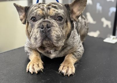 Mobile Groomer Burscough