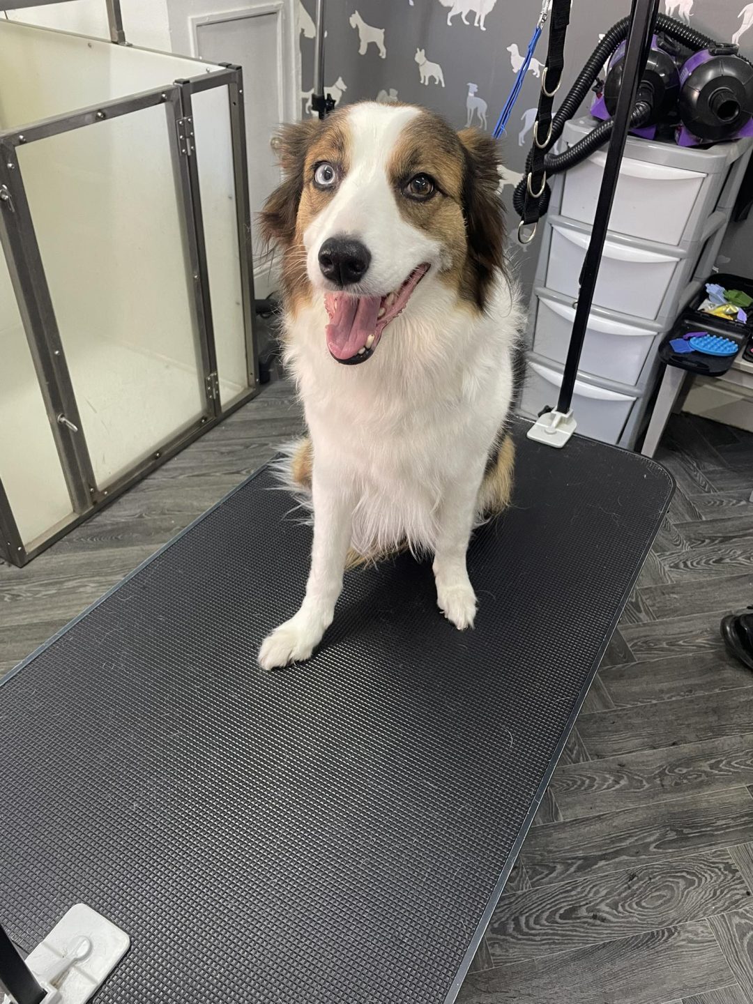 Mobile Groomer Lancaster