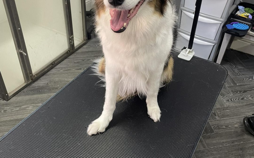 Mobile Groomer Lancaster