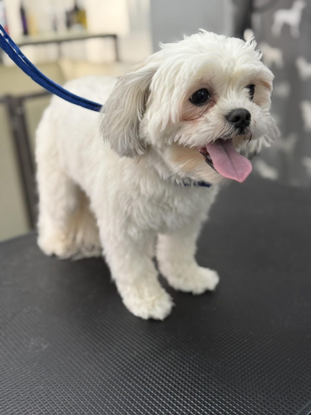 Mobile Groomer Morecambe