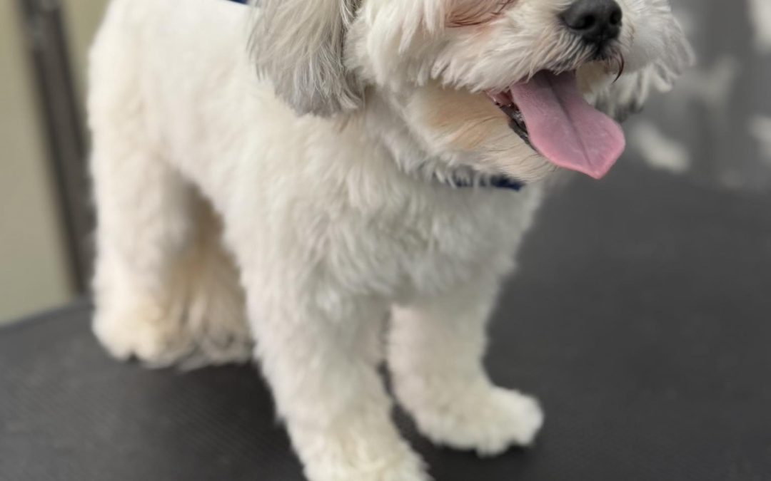 Mobile Groomer Morecambe