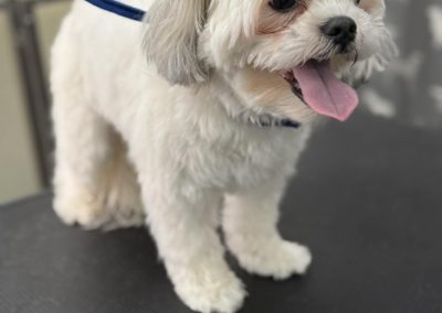 Mobile Groomer Morecambe