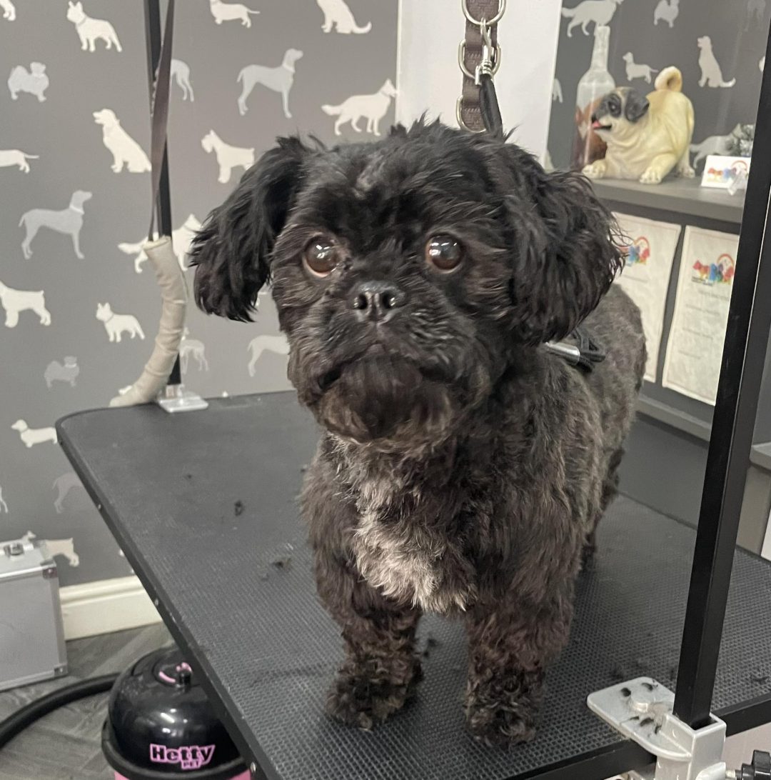 Mobile Groomer Fulwood