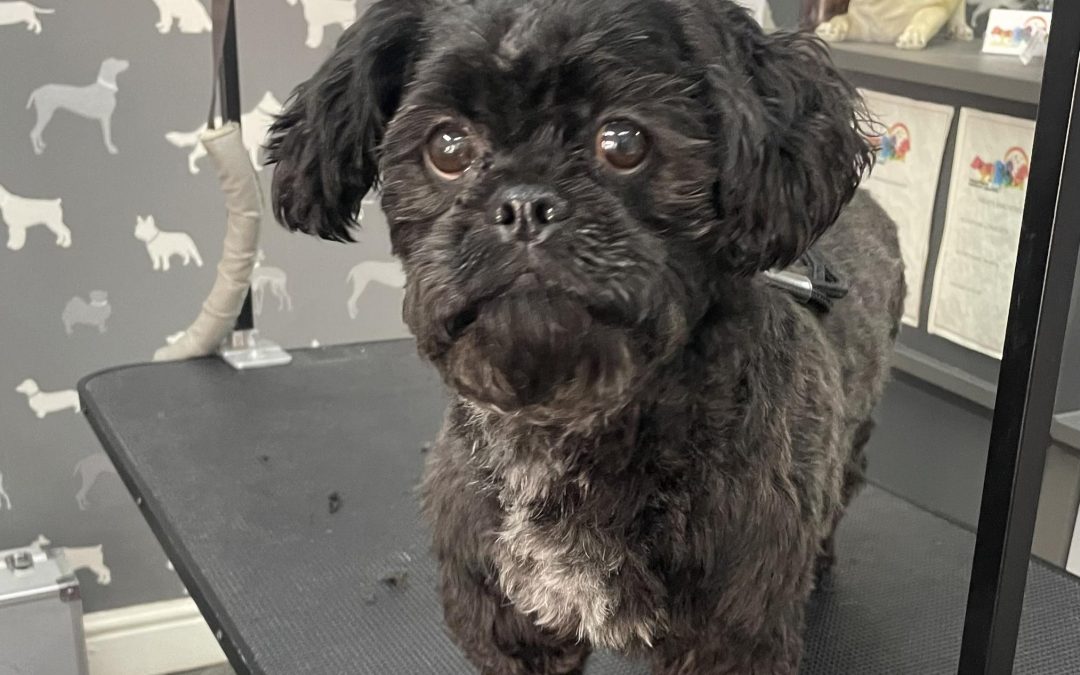 Mobile Groomer Fulwood