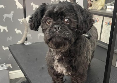 Mobile Groomer Fulwood