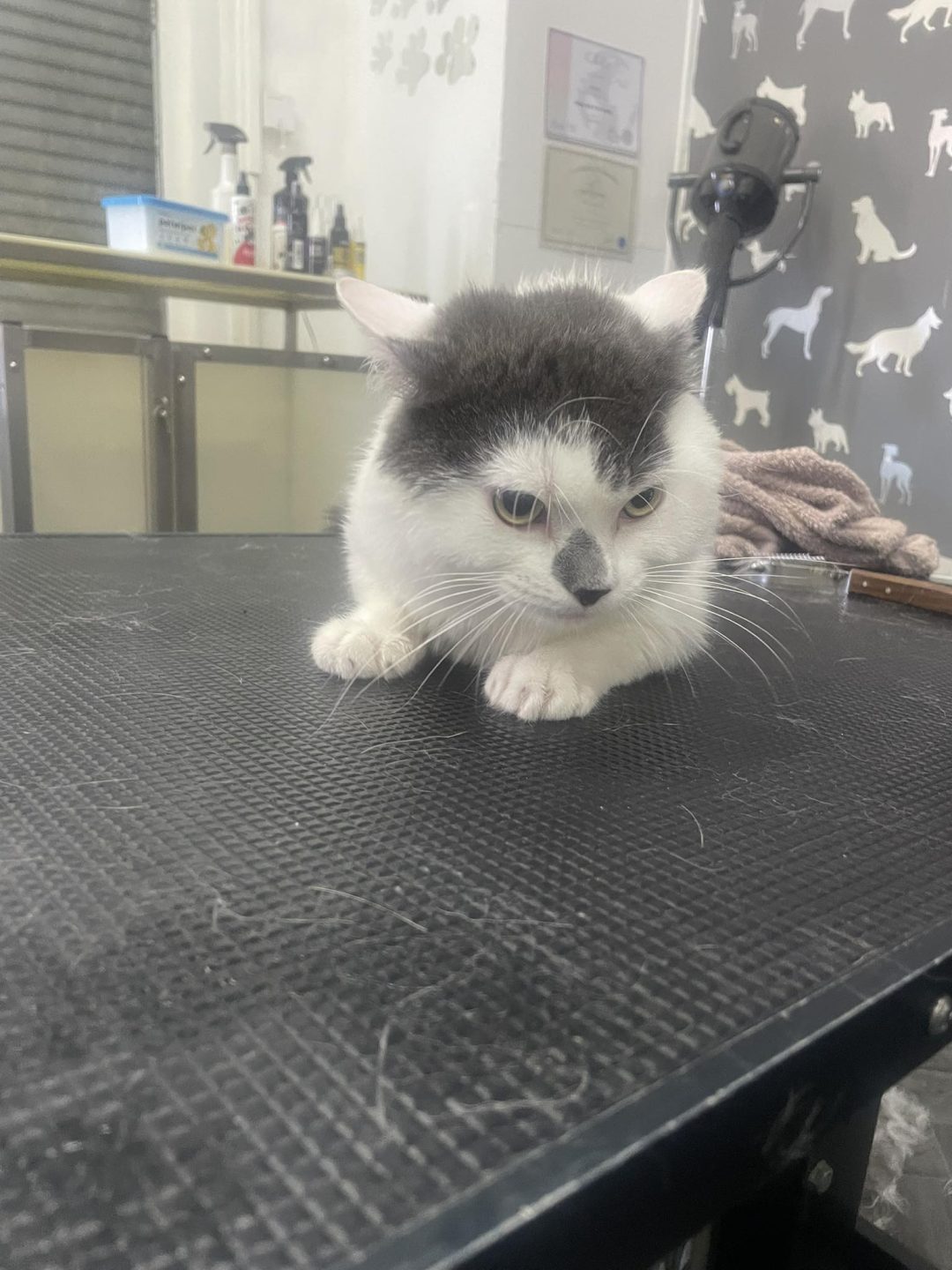 Cat Groomers Burscough