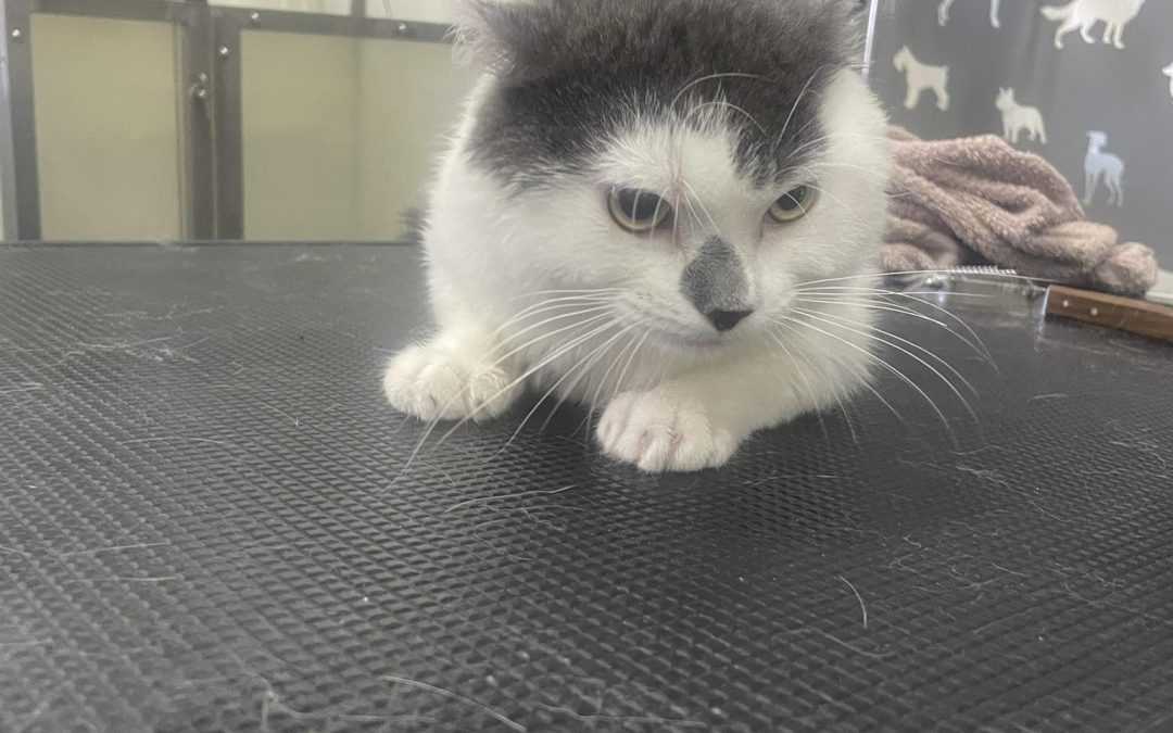 Cat Groomers Burscough