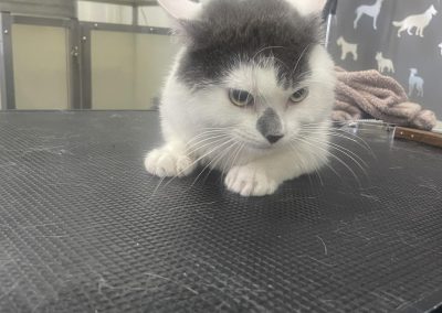 Cat Groomers Burscough