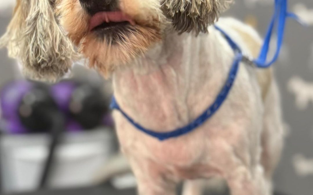 Mobile Groomer Deepdale