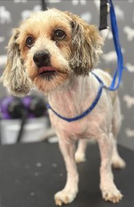 Mobile Groomer Deepdale