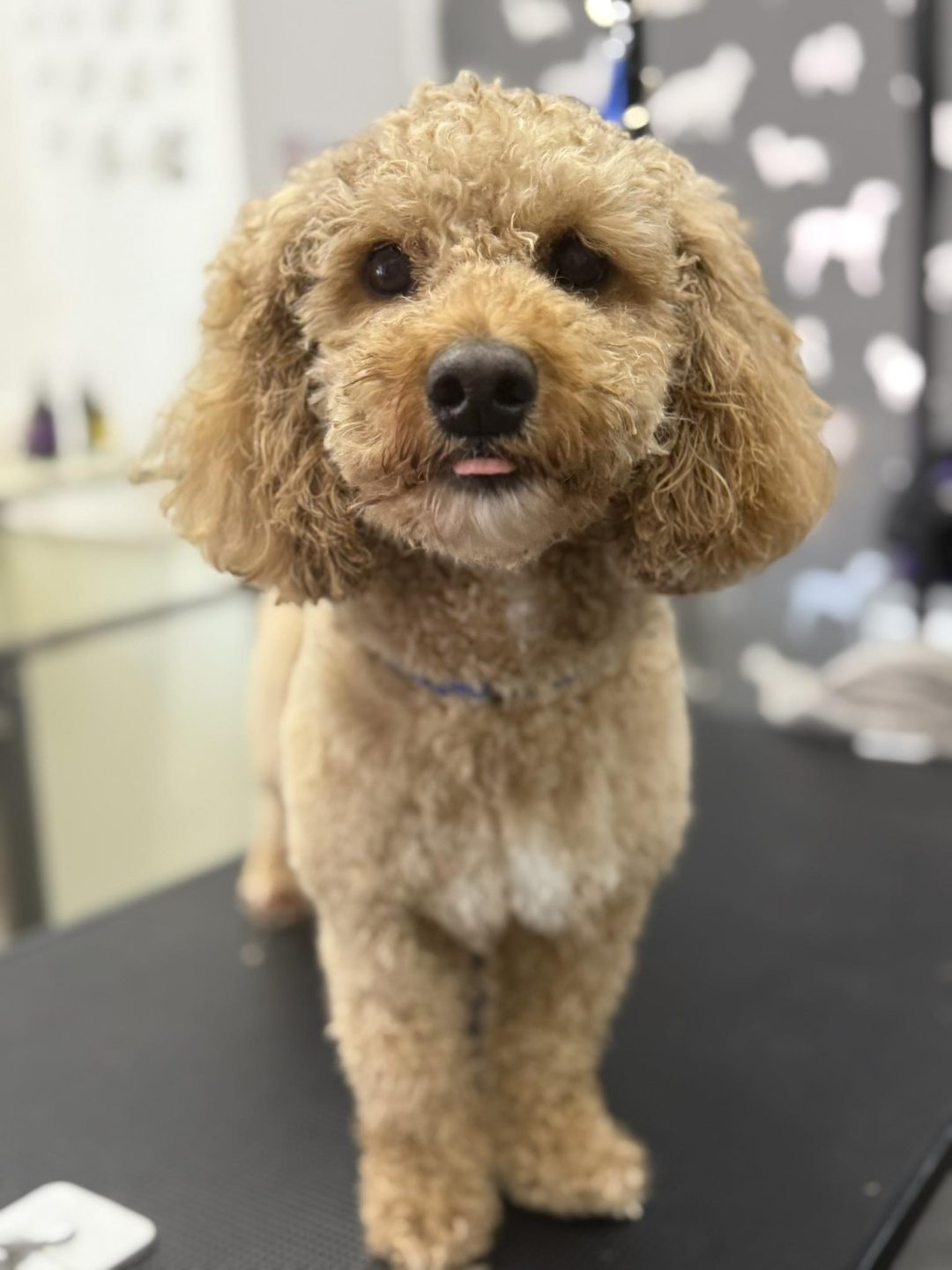 Mobile Groomer Cadley