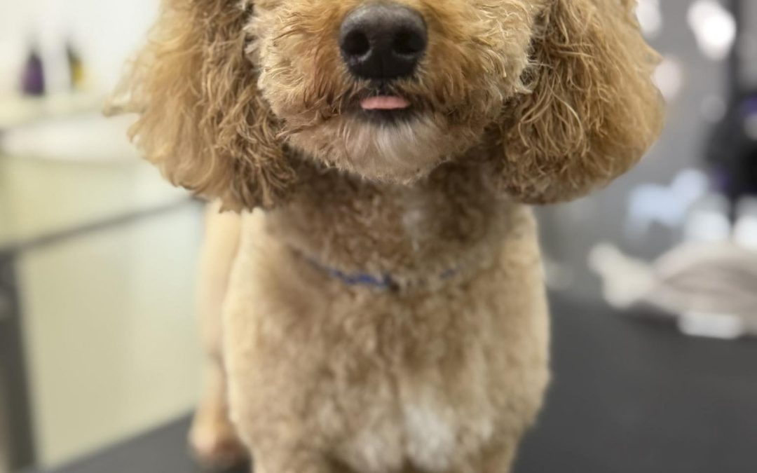 Mobile Groomer Cadley