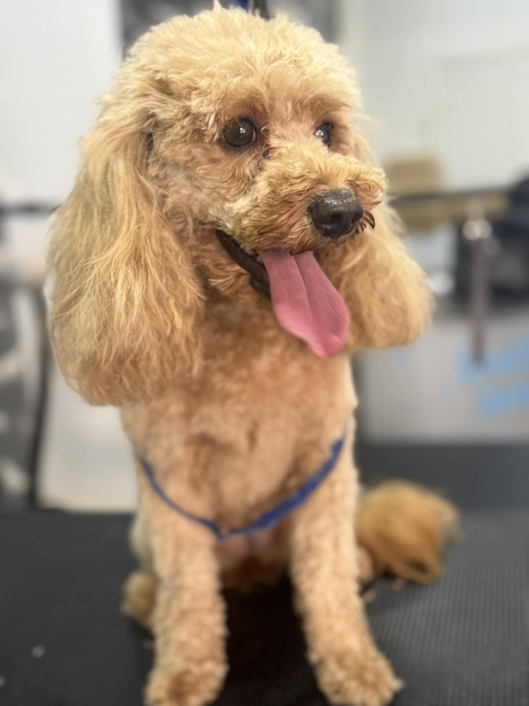 Mobile Groomer Walton le Dale