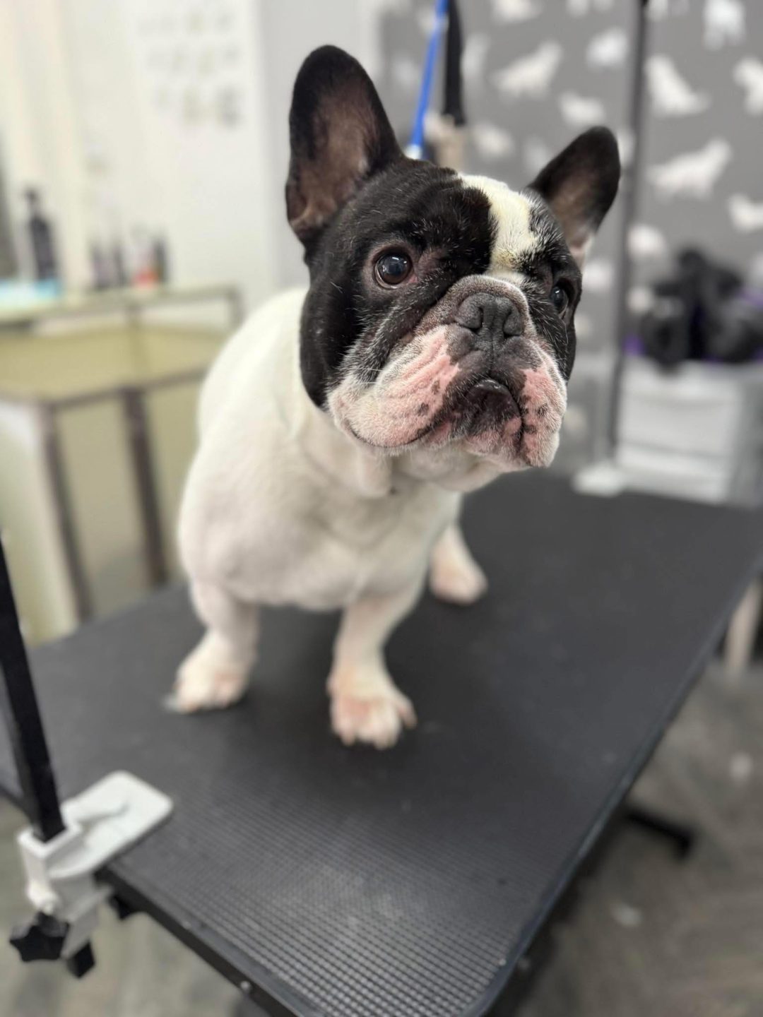 Mobile Groomer Plungington