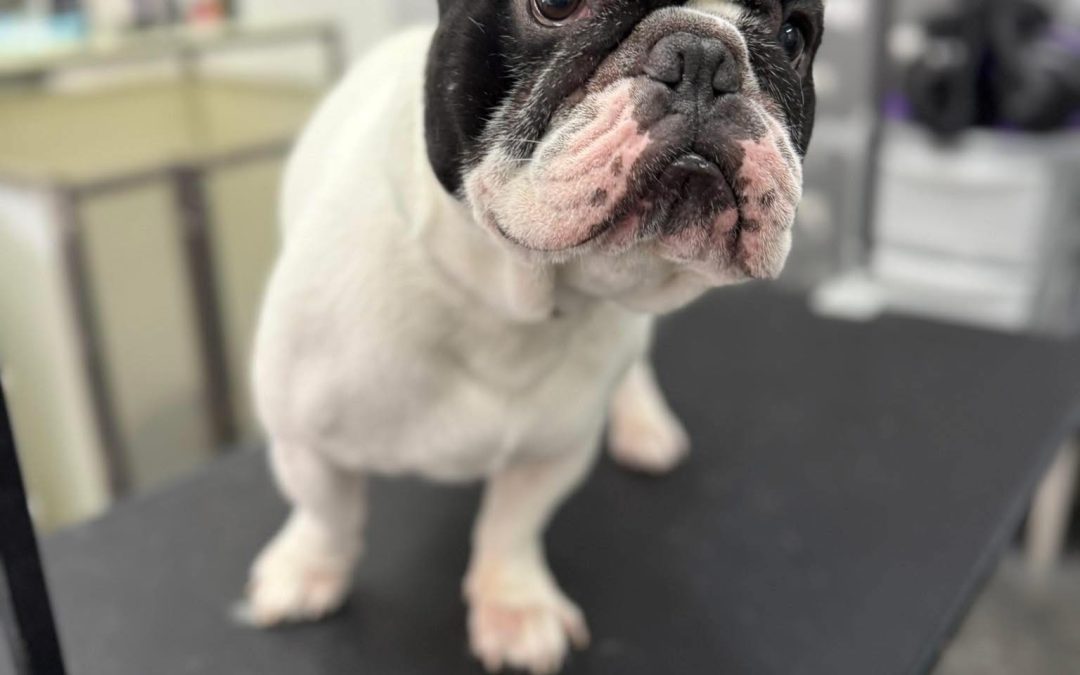 Mobile Groomer Plungington