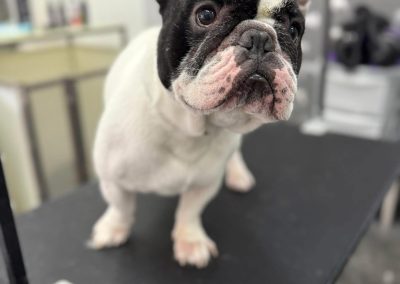 Mobile Groomer Plungington