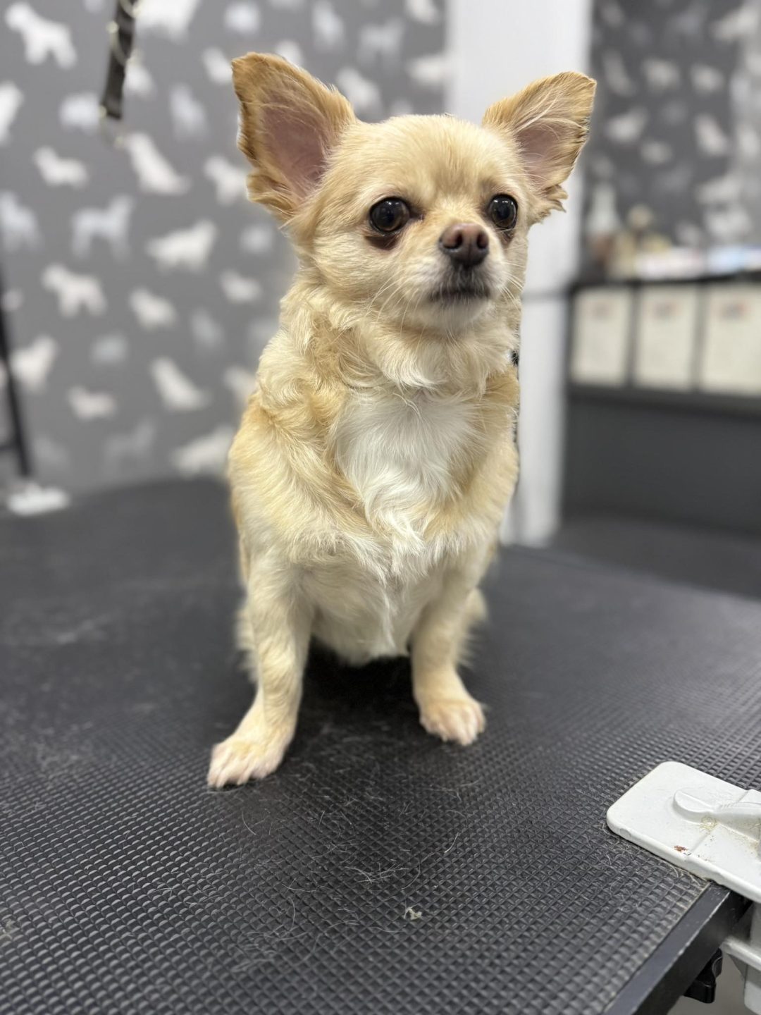 Mobile Groomer Ribbleton