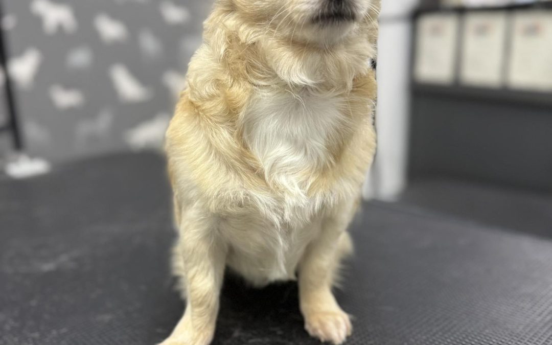 Mobile Groomer Ribbleton