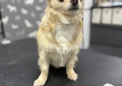 Mobile Groomer Ribbleton