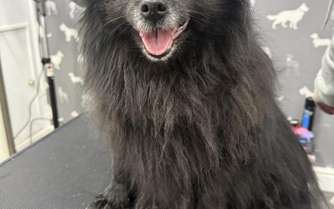 Mobile Groomer Lostock Hall