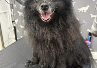 Mobile Groomer Lostock Hall