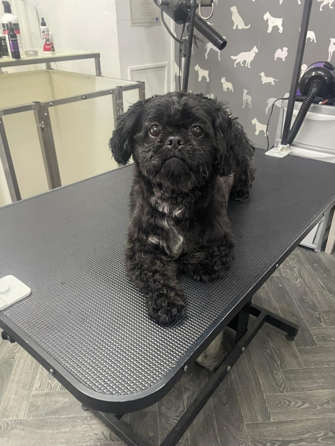 Dog Grooming Services Preston