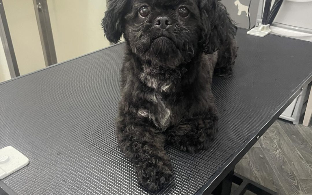 Dog Grooming Services Preston