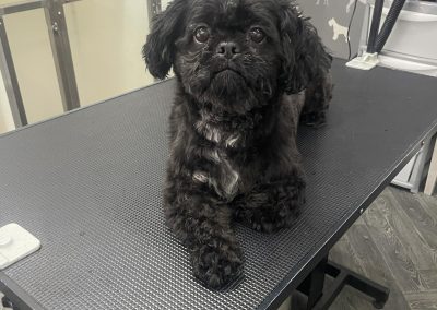 Dog Grooming Services Preston