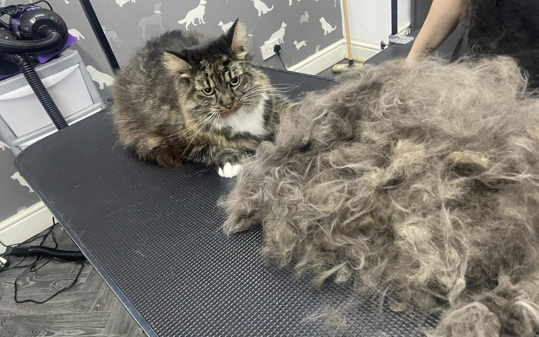 Cat Groomer Garstang