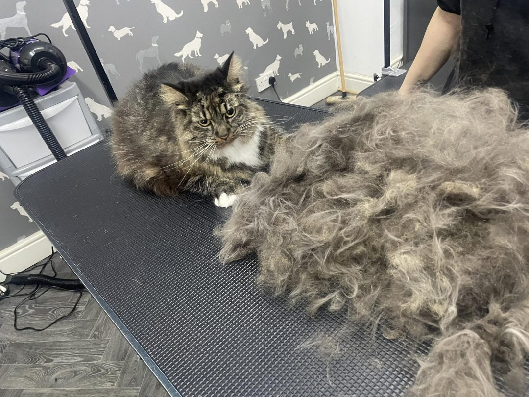 Cat Groomer Garstang