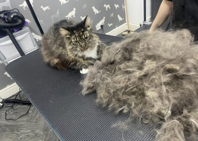 Cat Groomer Garstang